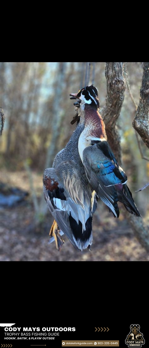 Review image from Wood Duck